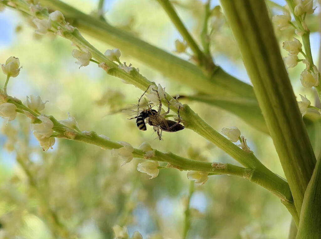 Ceylalictus perditellus captured by lynx spider, Alice Springs, NT