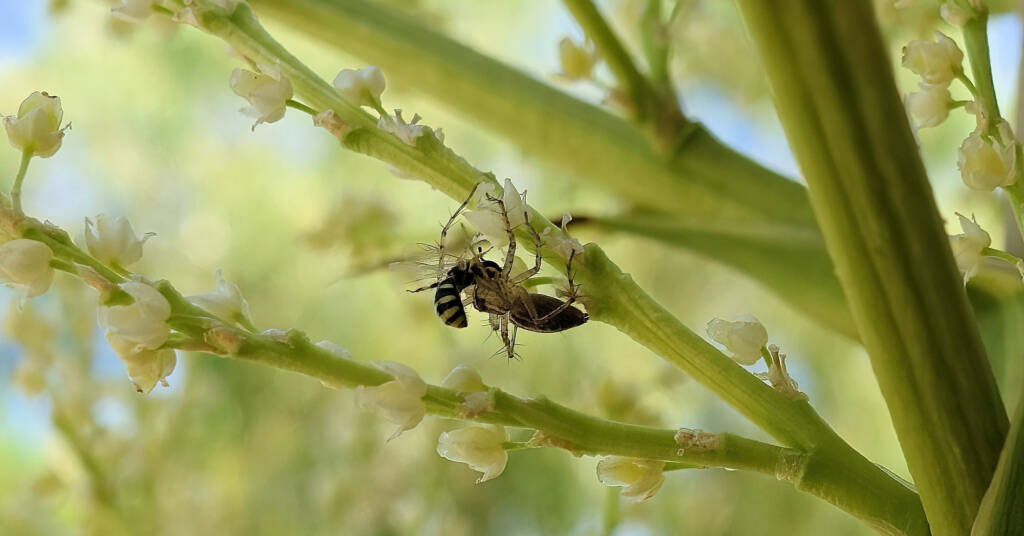 Ceylalictus perditellus captured by lynx spider, Alice Springs, NT