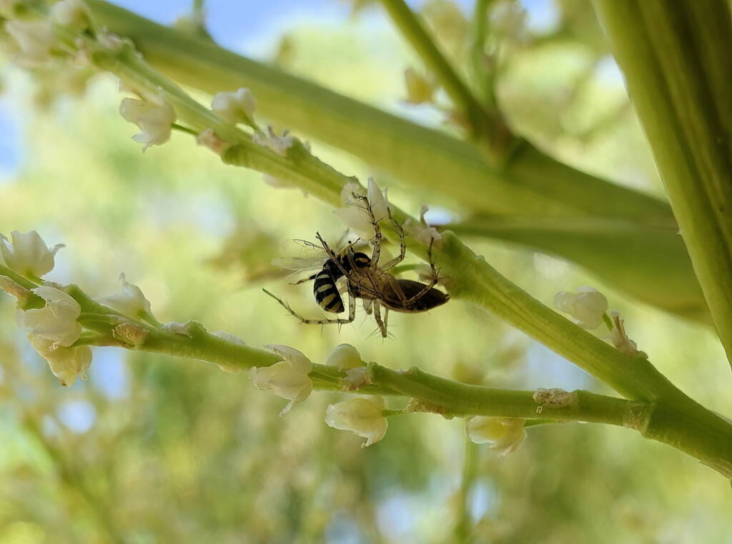 Ceylalictus perditellus captured by lynx spider, Alice Springs, NT