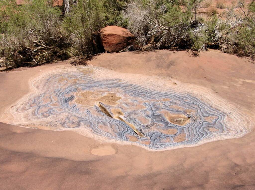 Dried out rock depression, with desiccated tadpoles at the bottom, Finke Gorge National Park