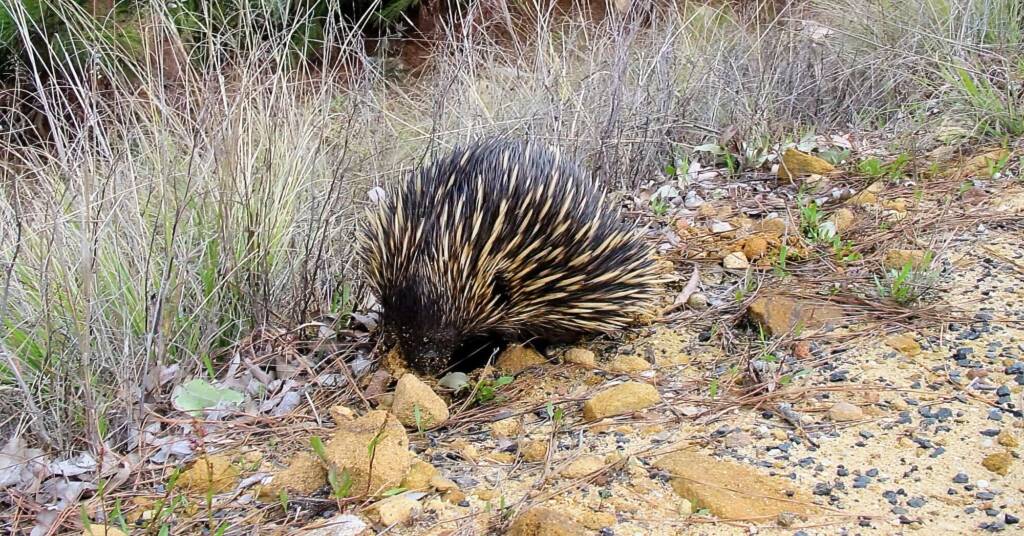 Echidna, Coonabarabran, NSW