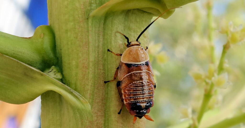 Native Cockroach / Bush Cockroach (Ellipsidion australe), Alice Springs, NT