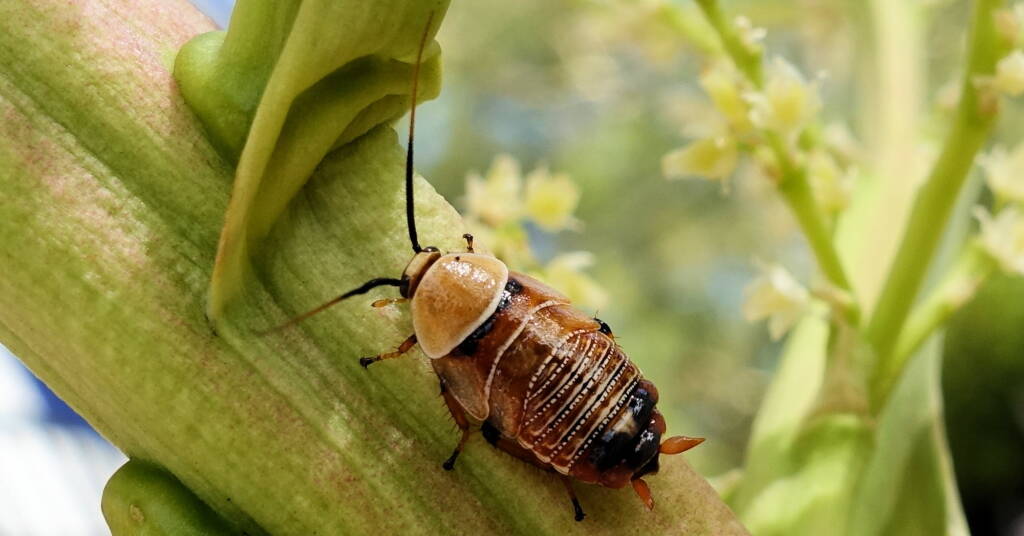 Native Cockroach / Bush Cockroach (Ellipsidion australe), Alice Springs, NT