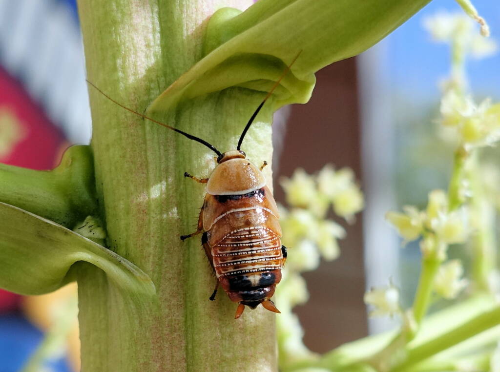 Native Cockroach / Bush Cockroach (Ellipsidion australe), Alice Springs, NT