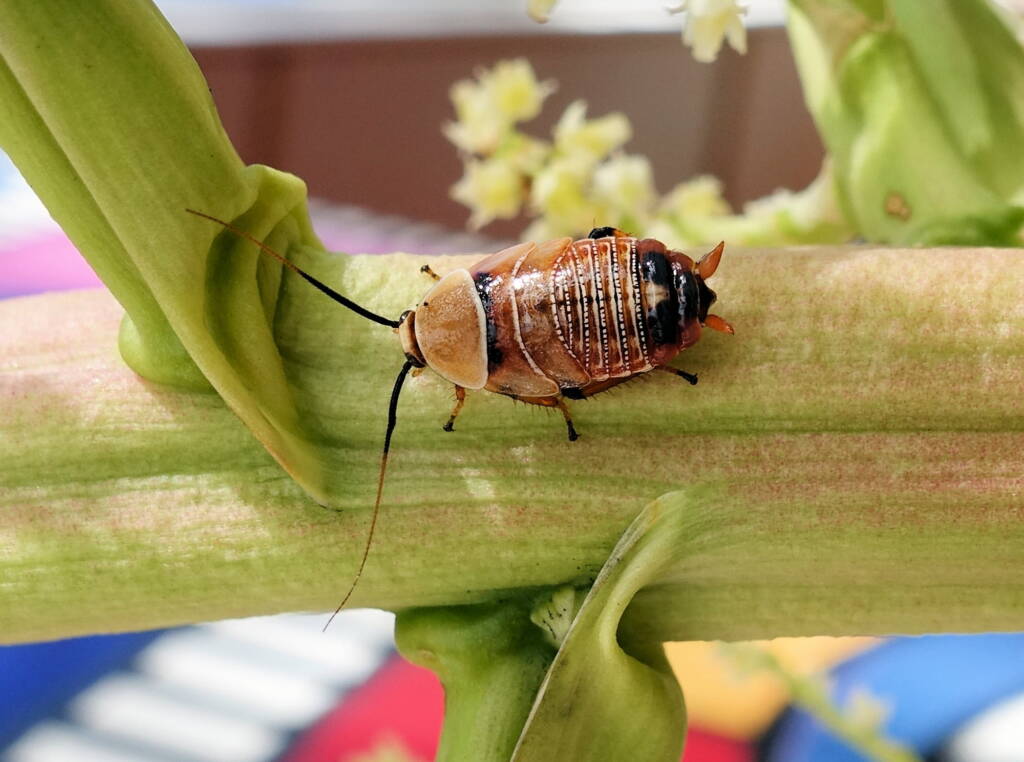 Native Cockroach / Bush Cockroach (Ellipsidion australe), Alice Springs, NT