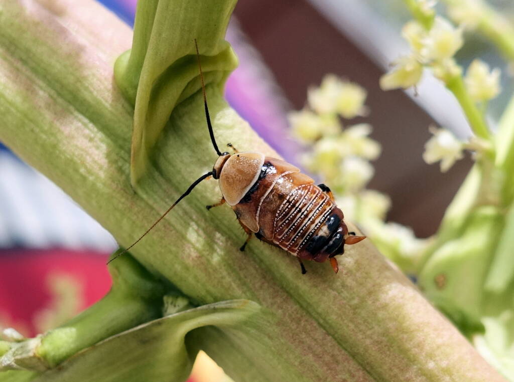 Native Cockroach / Bush Cockroach (Ellipsidion australe), Alice Springs, NT