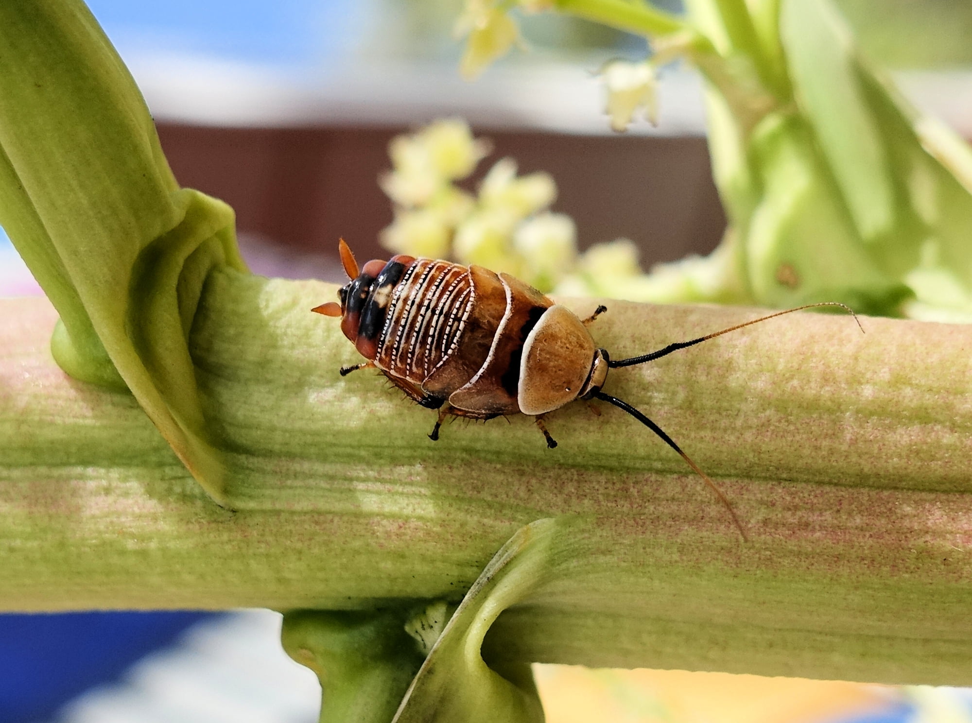 Native Cockroach / Bush Cockroach (Ellipsidion australe), Alice Springs, NT