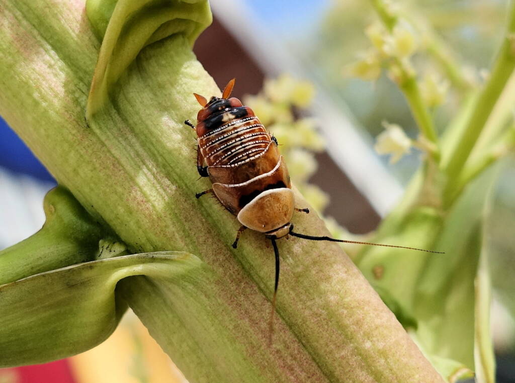 Native Cockroach / Bush Cockroach (Ellipsidion australe), Alice Springs, NT