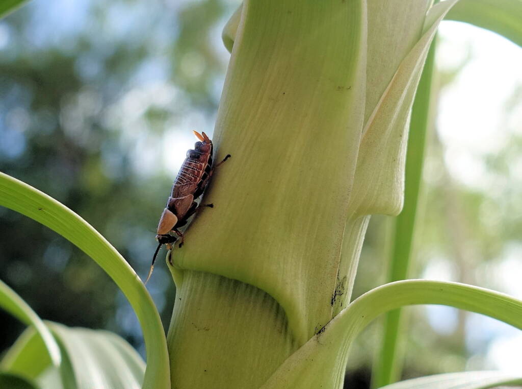 Native Cockroach / Bush Cockroach (Ellipsidion australe), Alice Springs, NT