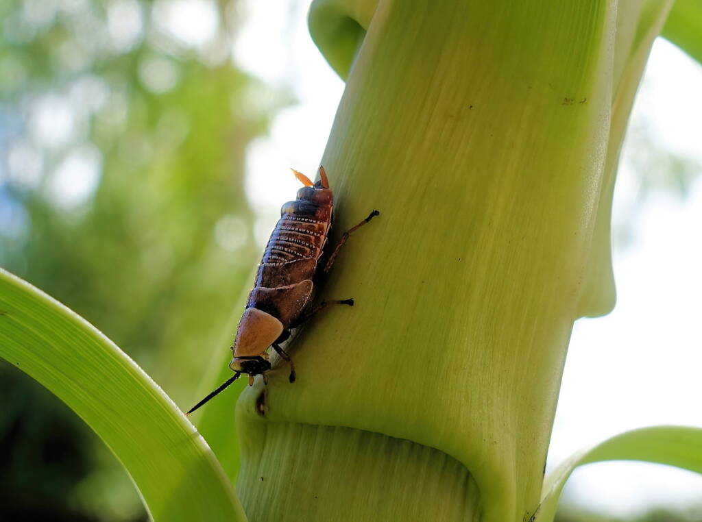 Native Cockroach / Bush Cockroach (Ellipsidion australe), Alice Springs, NT