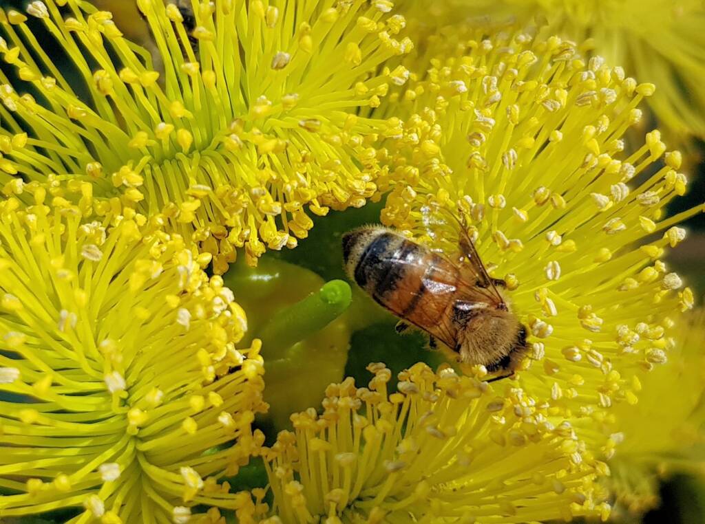 European Honey Bee on Eucalyptus erythrocorys, Alice Springs, NT