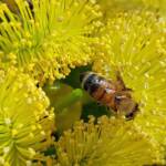 European Honey Bee on Eucalyptus erythrocorys, Alice Springs, NT