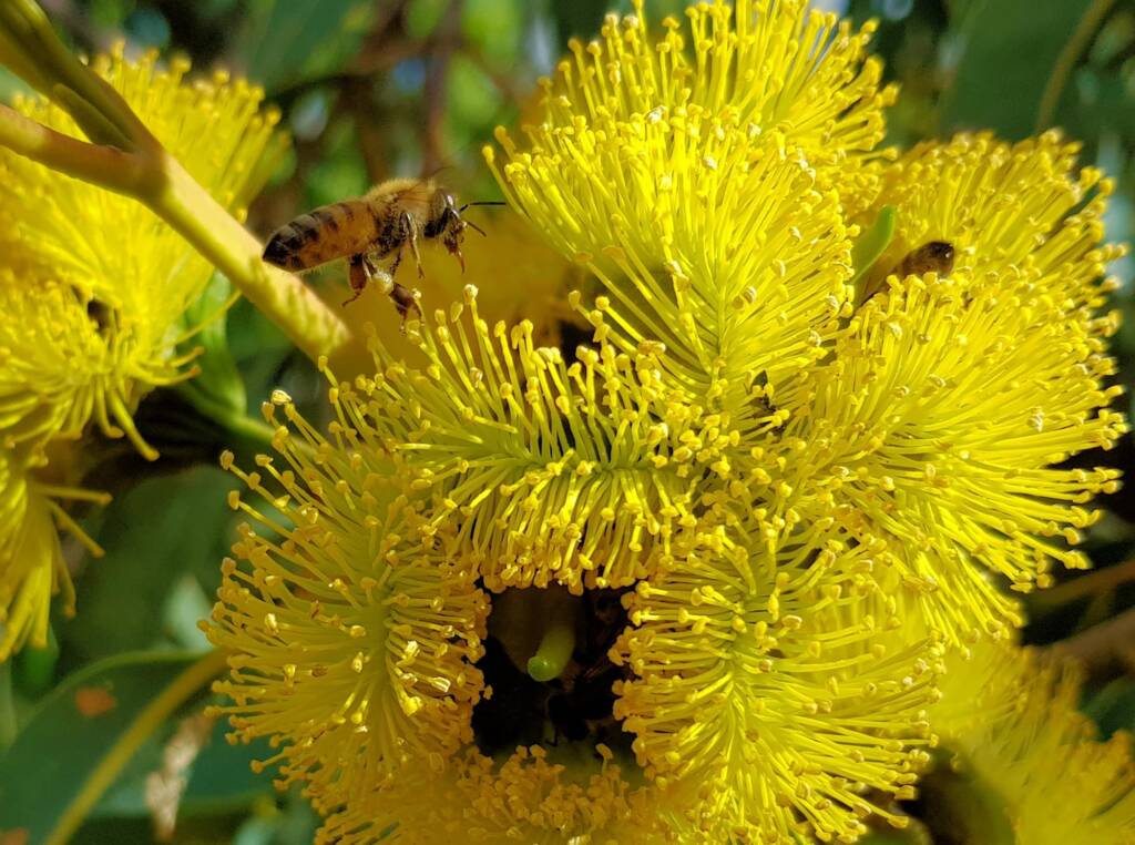 European Honey Bee on Eucalyptus erythrocorys, Alice Springs, NT