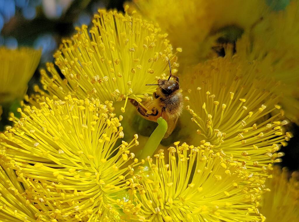 European Honey Bee on Eucalyptus erythrocorys, Alice Springs, NT