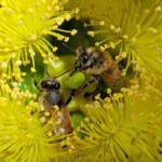 European Honey Bee on Eucalyptus erythrocorys, Alice Springs, NT