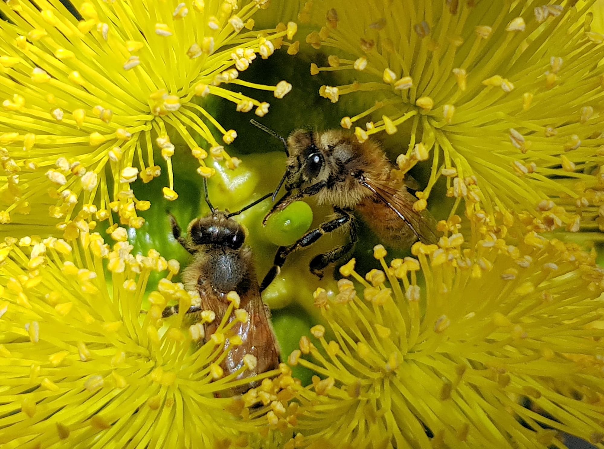 European Honey Bee on Eucalyptus erythrocorys, Alice Springs, NT