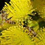 European Honey Bee on Eucalyptus erythrocorys, Alice Springs, NT