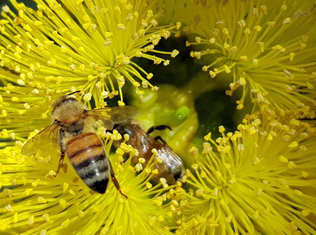 European Honey Bee on Eucalyptus erythrocorys, Alice Springs, NT