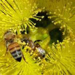 European Honey Bee on Eucalyptus erythrocorys, Alice Springs, NT