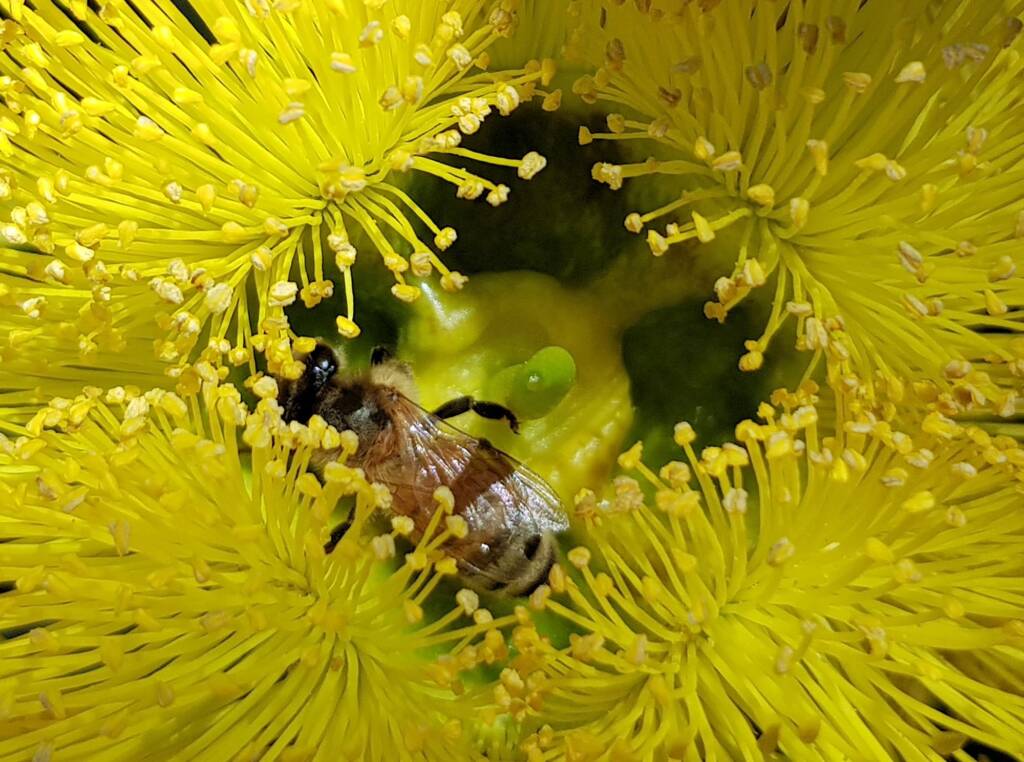 European Honey Bee on Eucalyptus erythrocorys, Alice Springs, NT