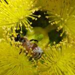 European Honey Bee on Eucalyptus erythrocorys, Alice Springs, NT