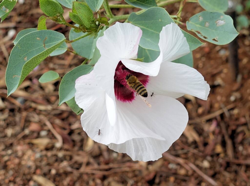 European Honey Bee (Apis mellifera) / Gossypium sturtianum (Sturt's Desert Rose), Alice Springs, NT
