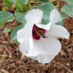 European Honey Bee (Apis mellifera) / Gossypium sturtianum (Sturt's Desert Rose), Alice Springs, NT
