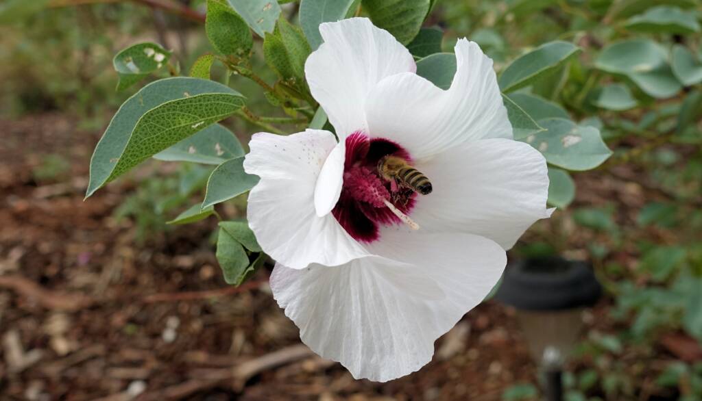 European Honey Bee (Apis mellifera) / Gossypium sturtianum (Sturt's Desert Rose), Alice Springs, NT