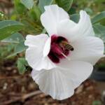 European Honey Bee (Apis mellifera) / Gossypium sturtianum (Sturt's Desert Rose), Alice Springs, NT