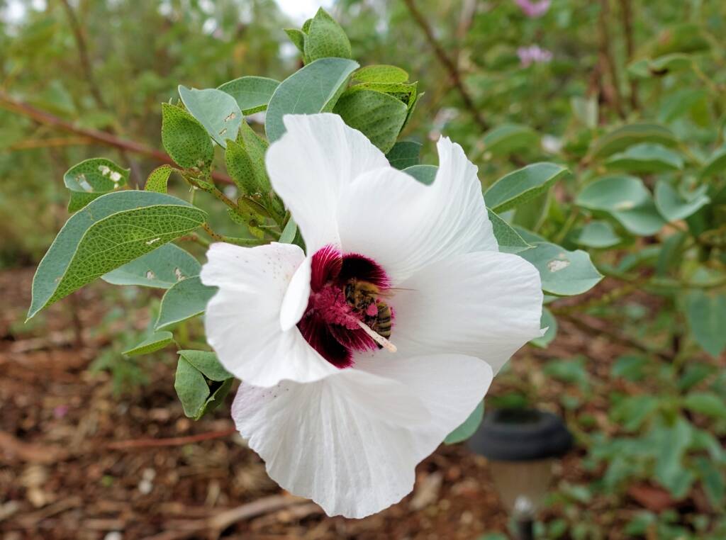 European Honey Bee (Apis mellifera) / Gossypium sturtianum (Sturt's Desert Rose), Alice Springs, NT
