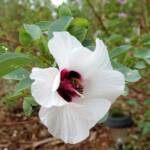 European Honey Bee (Apis mellifera) / Gossypium sturtianum (Sturt's Desert Rose), Alice Springs, NT
