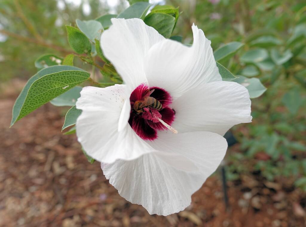 European Honey Bee (Apis mellifera) / Gossypium sturtianum (Sturt's Desert Rose), Alice Springs, NT