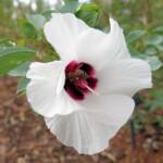 European Honey Bee (Apis mellifera) / Gossypium sturtianum (Sturt's Desert Rose), Alice Springs, NT