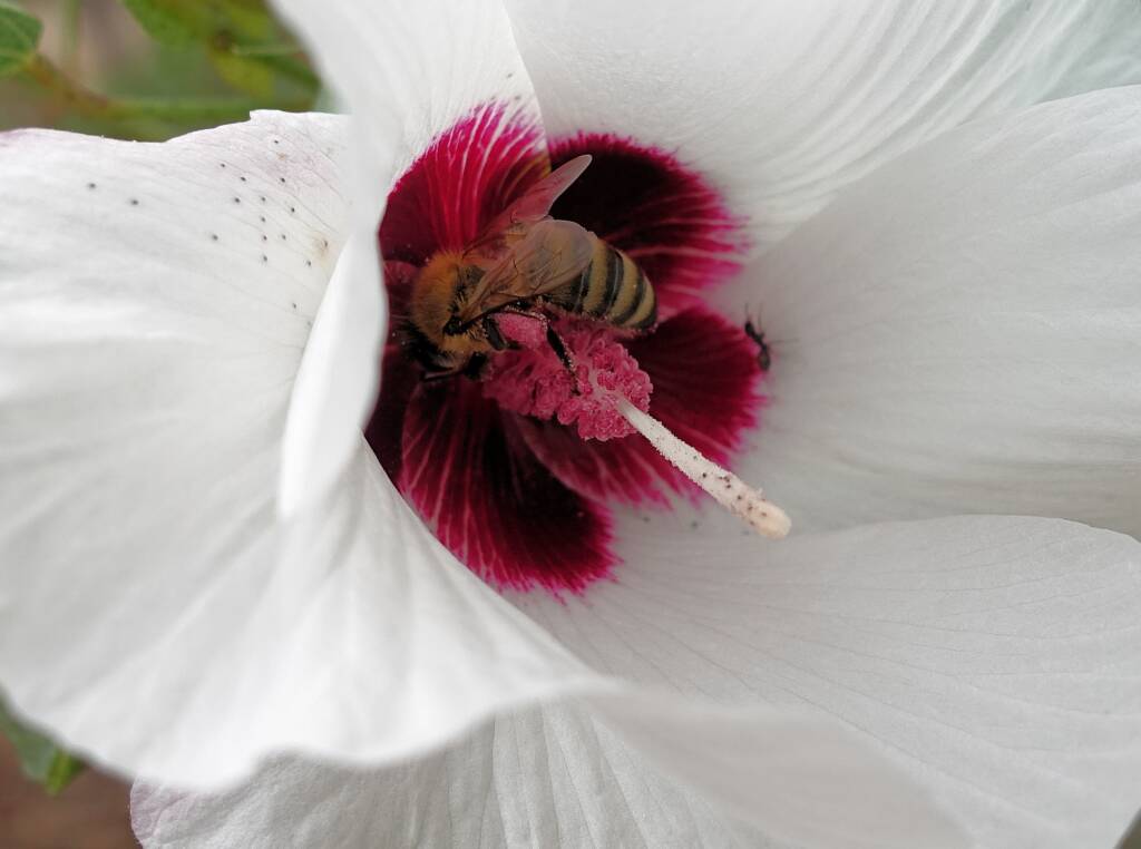 European Honey Bee (Apis mellifera) / Gossypium sturtianum (Sturt's Desert Rose), Alice Springs, NT