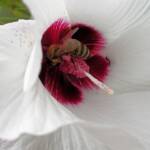 European Honey Bee (Apis mellifera) / Gossypium sturtianum (Sturt's Desert Rose), Alice Springs, NT