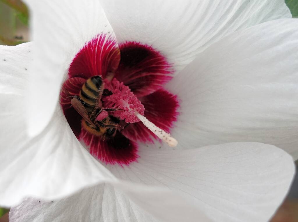 European Honey Bee (Apis mellifera) / Gossypium sturtianum (Sturt's Desert Rose), Alice Springs, NT