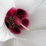 European Honey Bee (Apis mellifera) / Gossypium sturtianum (Sturt's Desert Rose), Alice Springs, NT