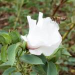 European Honey Bee (Apis mellifera) / Gossypium sturtianum (Sturt's Desert Rose), Alice Springs, NT