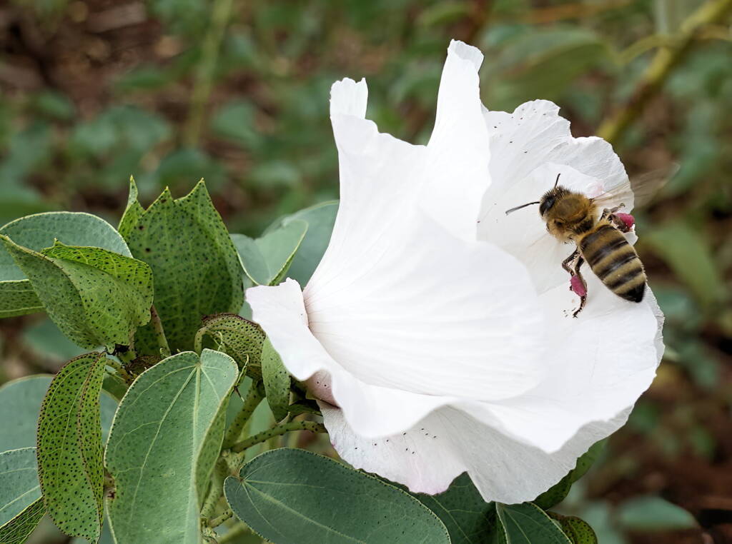 European Honey Bee (Apis mellifera) / Gossypium sturtianum (Sturt's Desert Rose), Alice Springs, NT