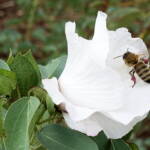 European Honey Bee (Apis mellifera) / Gossypium sturtianum (Sturt's Desert Rose), Alice Springs, NT