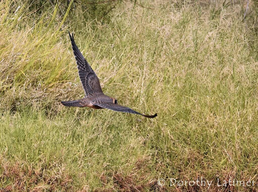 Peregrine Falcon (Falco peregrinus), Central Australia © Dorothy Latimer