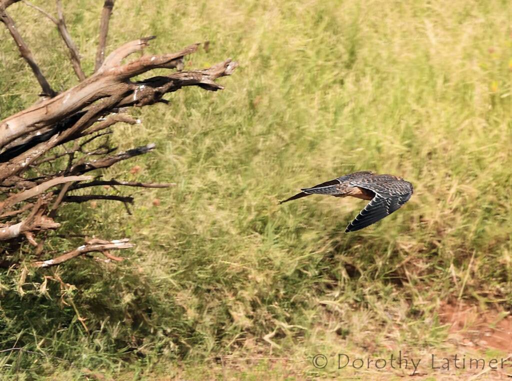 Peregrine Falcon (Falco peregrinus), Central Australia © Dorothy Latimer