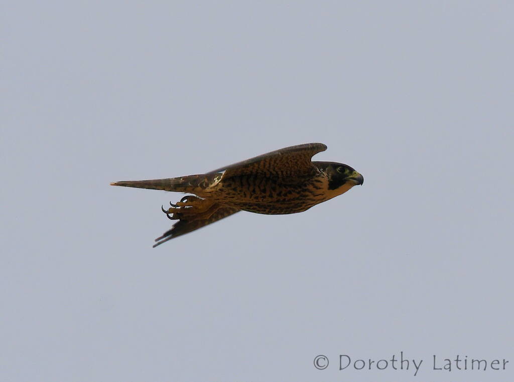 Peregrine Falcon (Falco peregrinus), Central Australia © Dorothy Latimer