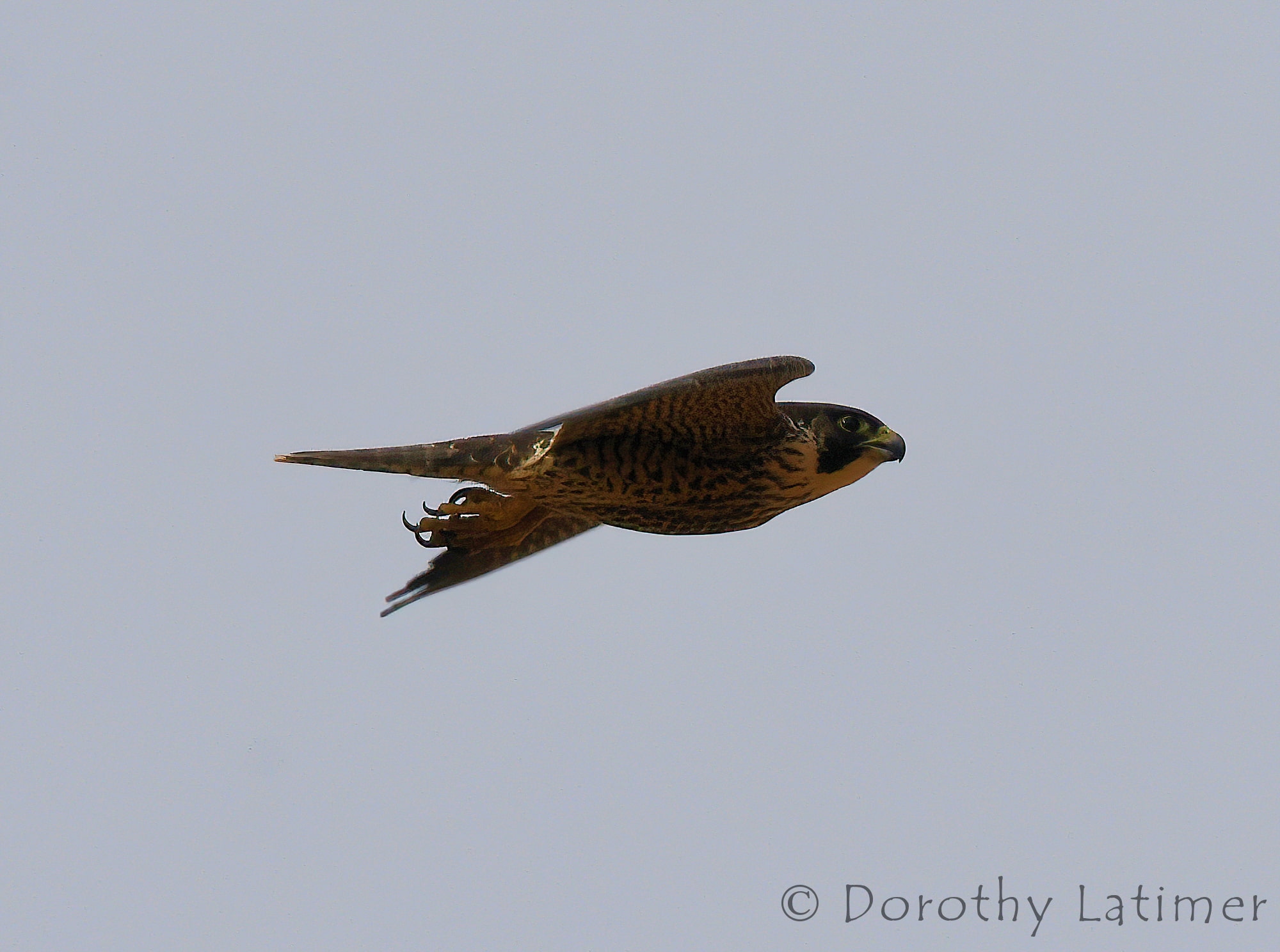 Peregrine Falcon (Falco peregrinus), Central Australia © Dorothy Latimer