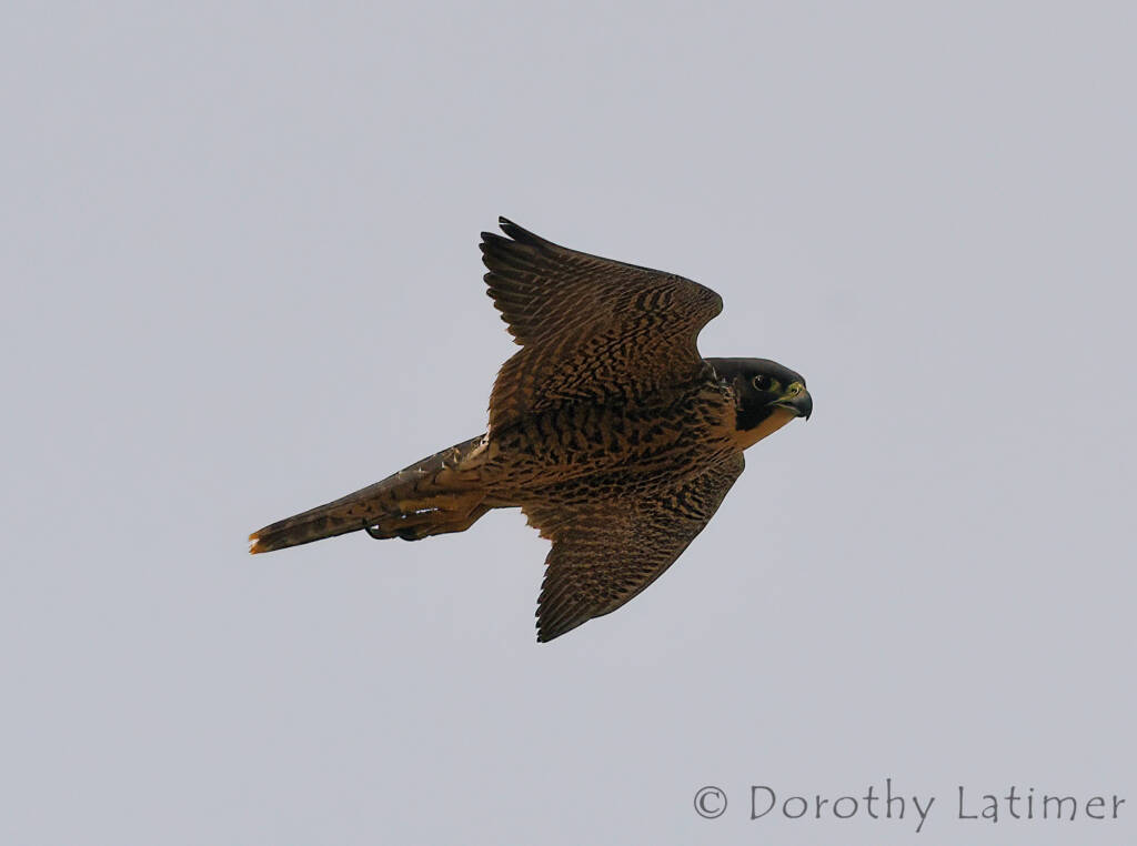 Peregrine Falcon (Falco peregrinus), Central Australia © Dorothy Latimer