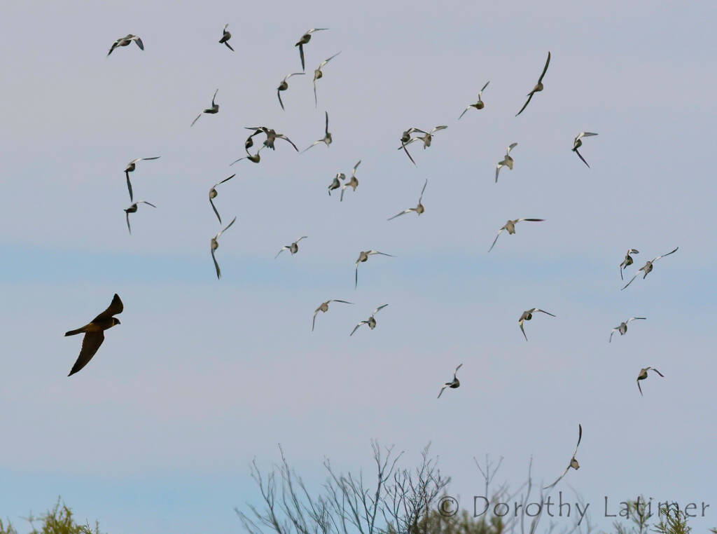 Peregrine Falcon (Falco peregrinus), Central Australia © Dorothy Latimer