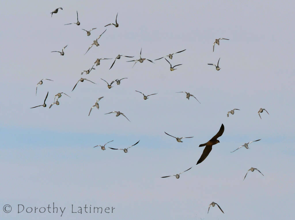 Peregrine Falcon (Falco peregrinus), Central Australia © Dorothy Latimer