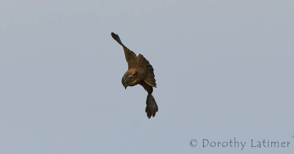 Peregrine Falcon (Falco peregrinus), Central Australia © Dorothy Latimer