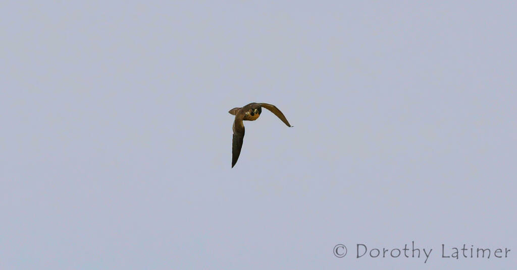 Peregrine Falcon (Falco peregrinus), Central Australia © Dorothy Latimer