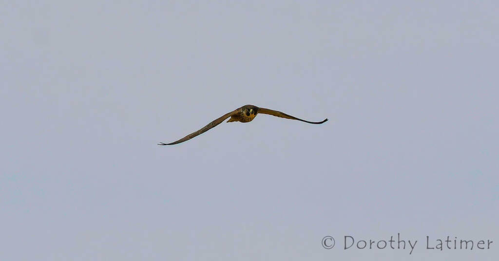 Peregrine Falcon (Falco peregrinus), Central Australia © Dorothy Latimer